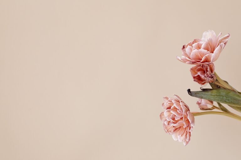 Close-up of pink flowers with copy space on a beige background.