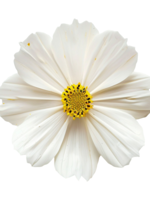 Fleuriste
